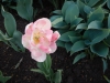 dscn0623