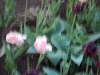 dscn0639