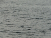 p1070242