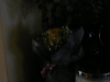 p1160372