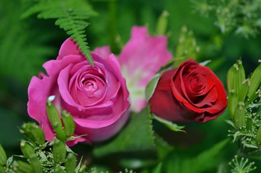 roses-flower-nature-macro-63638