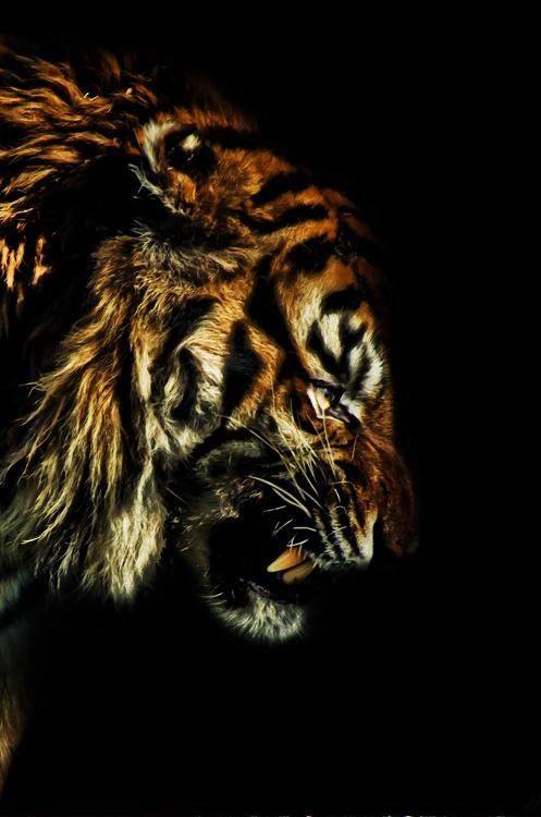 growling tiger black