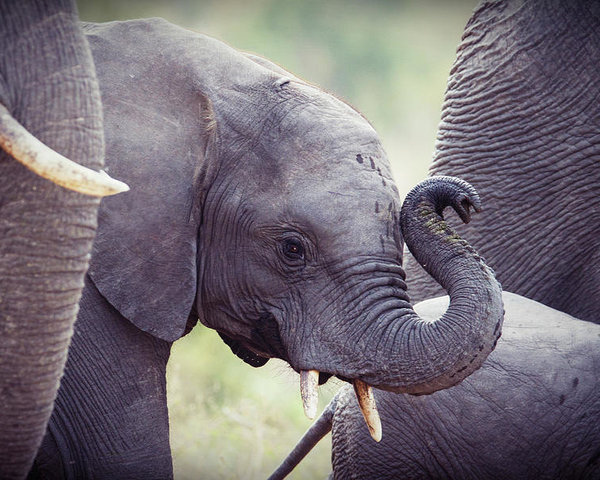 baby-elephant-trunk-up-jan-van-der-westhuizen