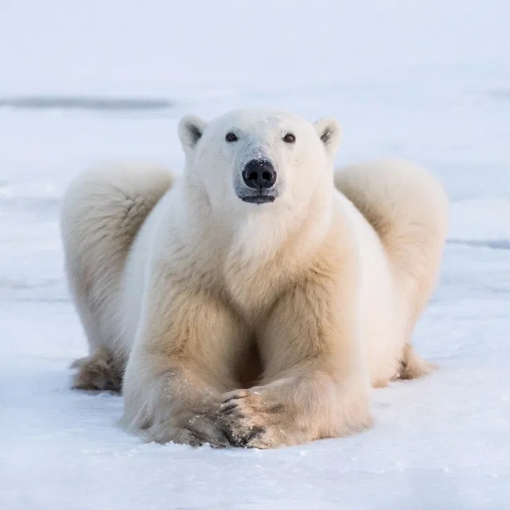 janet-the-polar-bear-nanuk-polar-bear-lodge-george-turner-photo