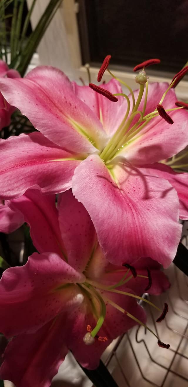 18